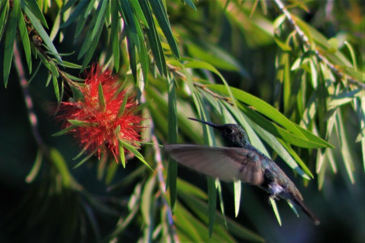 beija 11497326083..jpg