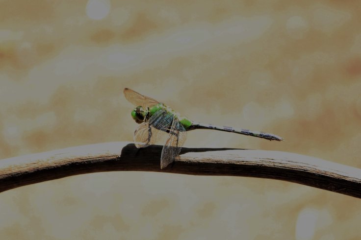 img_5641 (2)4285890601119882006..jpg