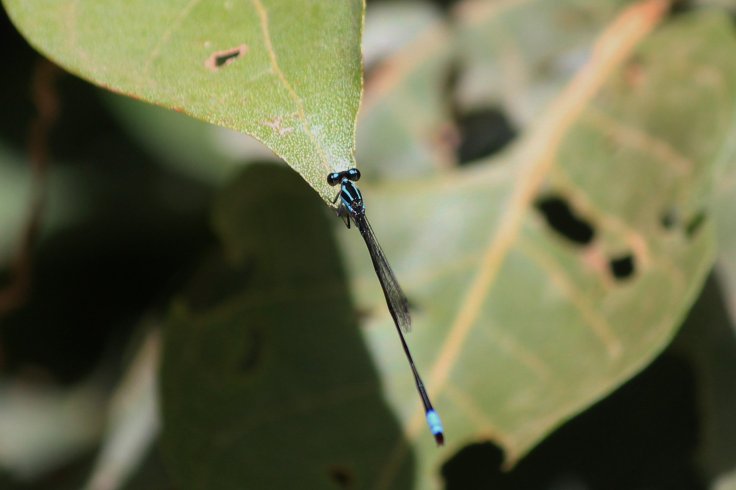 img_5657 (2)3186393793595809499..jpg